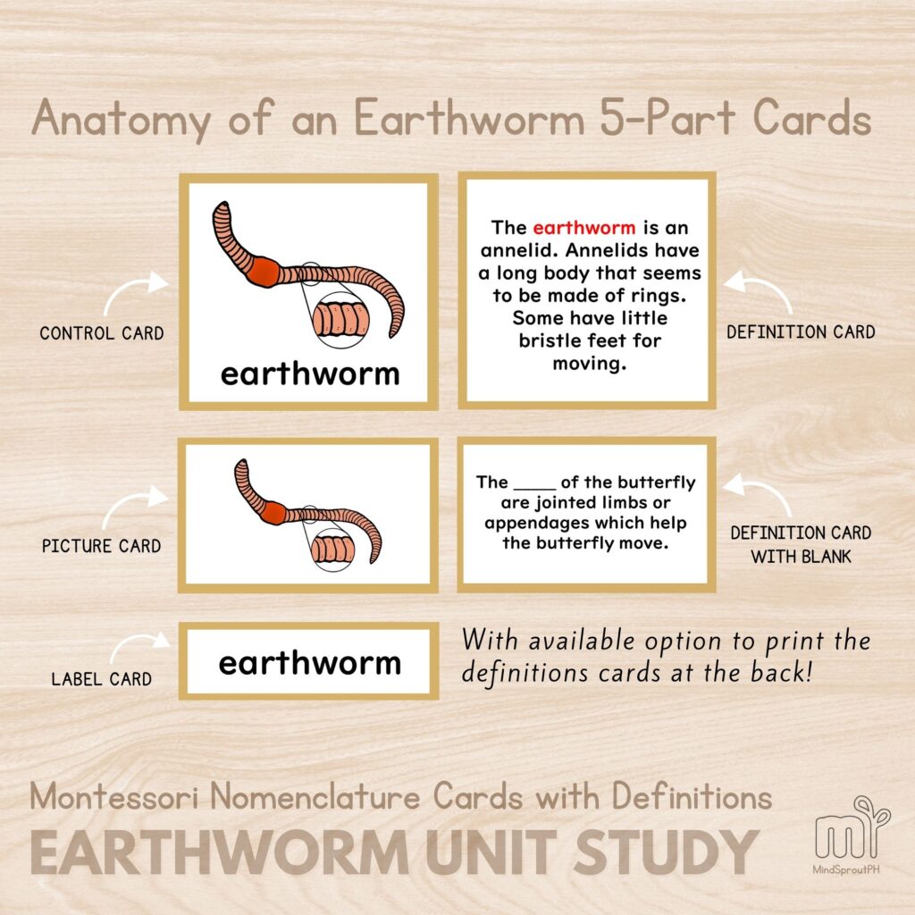 Parts of Earthworm Anatomy of Worms Unit Study