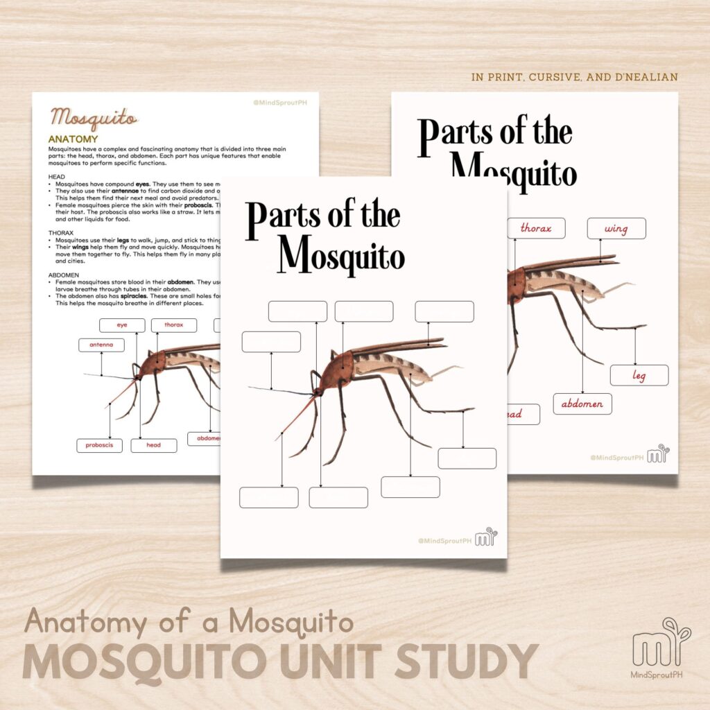 parts of the mosquito anatomy preschool printable