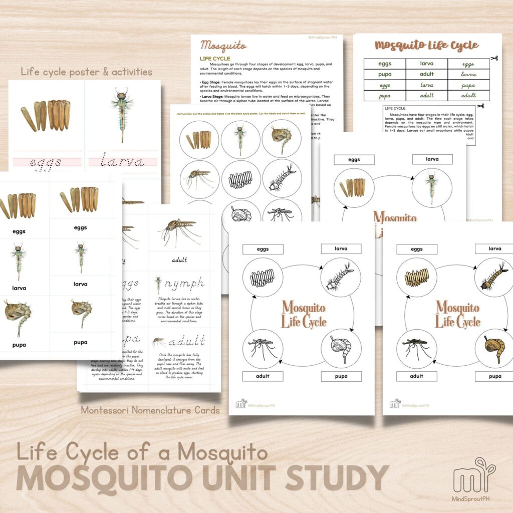 life cycle of the mosquito life cycle preschool activity homeschool printable