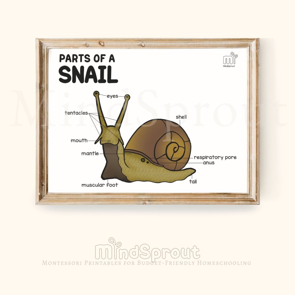 mollusks montessori zoology parts of the snail anatomy control chart invertebrates booklet unit study