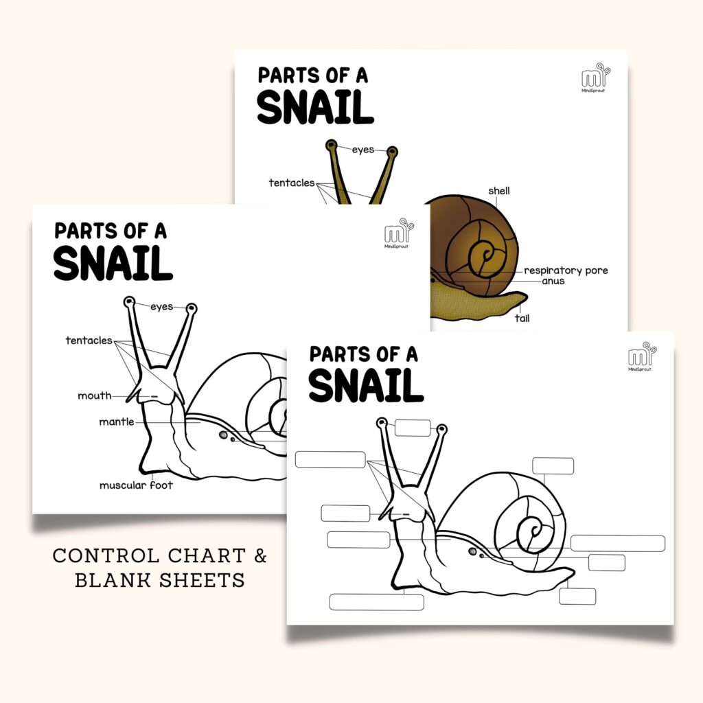 mollusks montessori zoology parts of the snail anatomy 5 part cards invertebrates booklet unit study