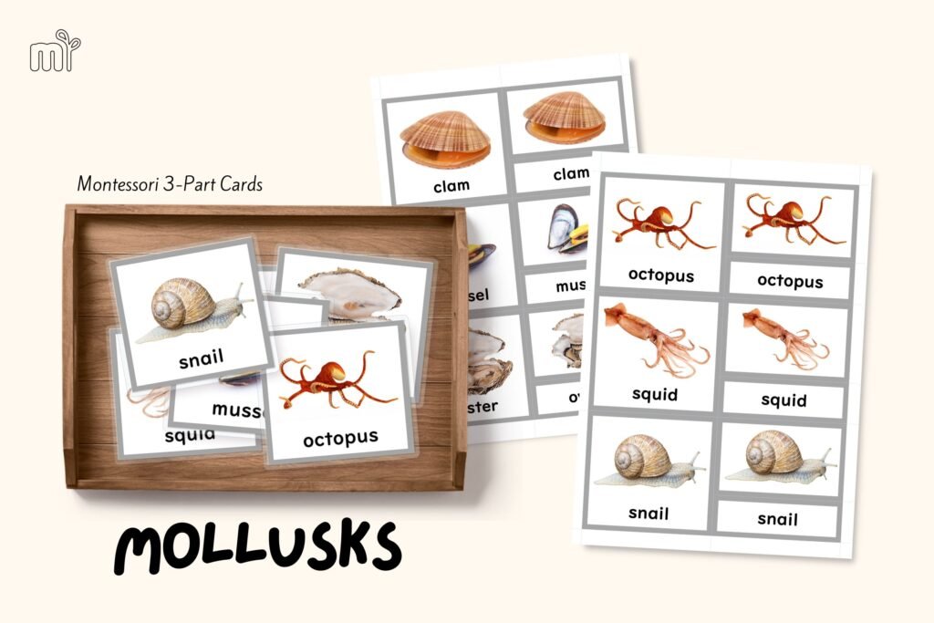 montessori zoology invertebrates mollusks 3 part cards nomenclature mindsprout