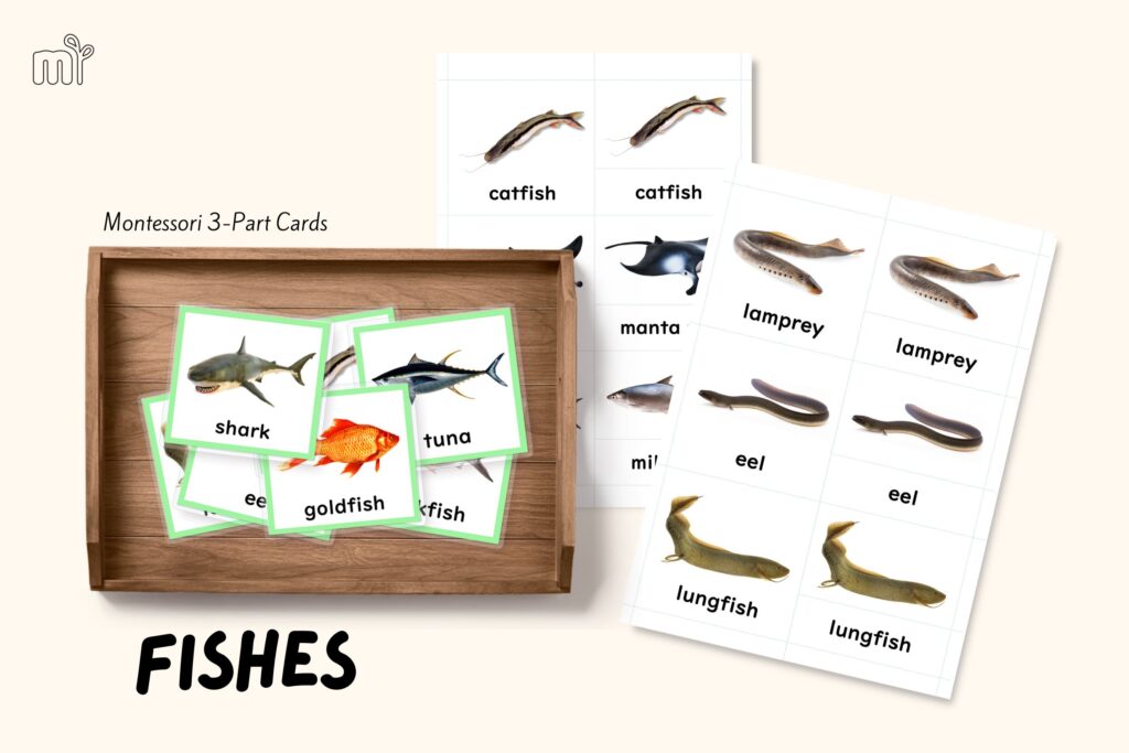 fish class of vertebrates different fishes