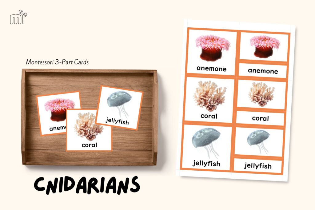 jellyfish montessori zoology invertebrates cnidarians 3 part cards nomenclature mindsprout