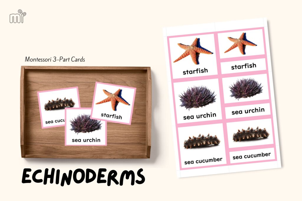 starfish montessori zoology invertebrates echinoderms 3 part cards nomenclature mindsprout