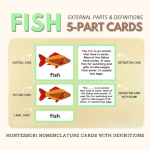 montessori zoology parts of the fish anatomy 5 part cards