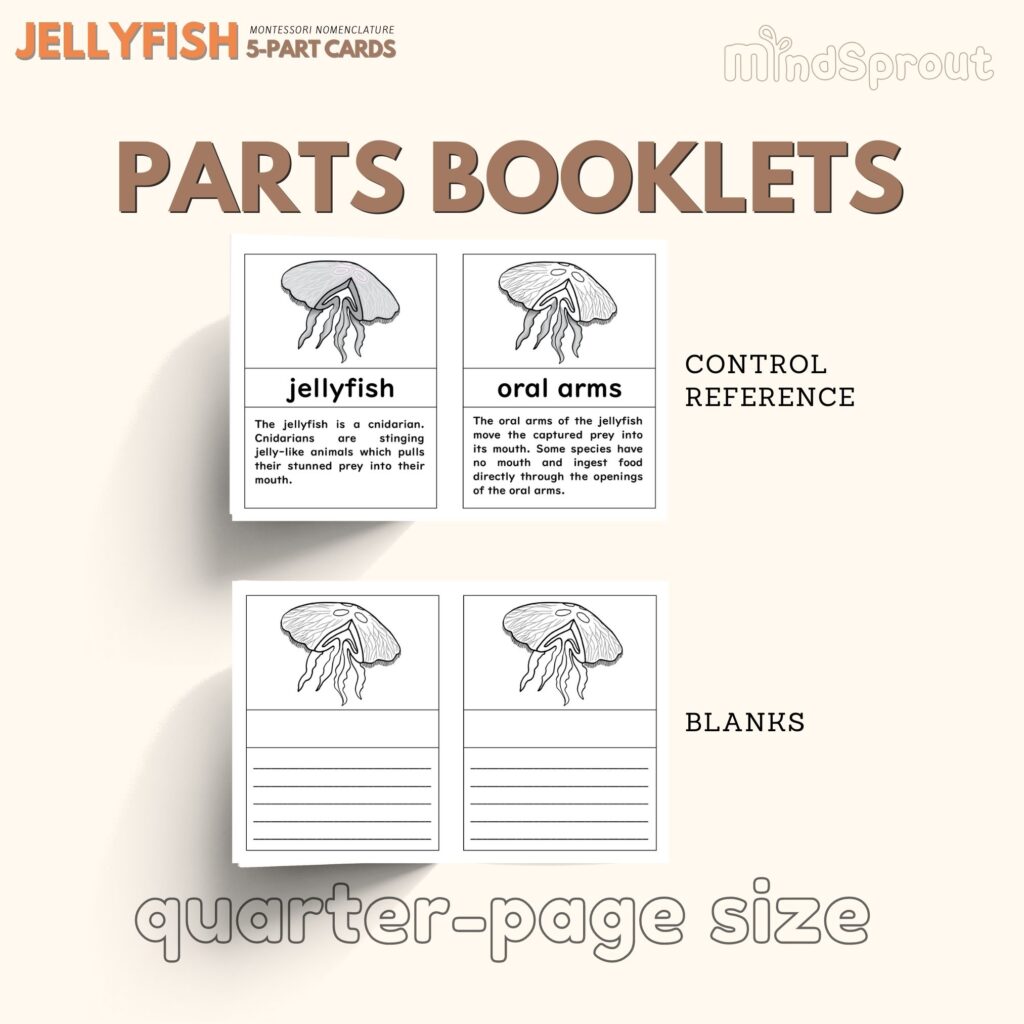 jellyfish montessori zoology invertebrates parts of the jellyfish 5 part cards mindsprout
