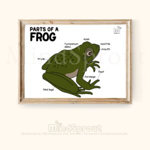 Montessori Zoology Frog Control Sheet Parts of the Frog Coloring Page Activity Sheet