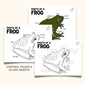 Montessori Zoology Frog Control Sheet Parts of the Frog Coloring Page Activity Sheet