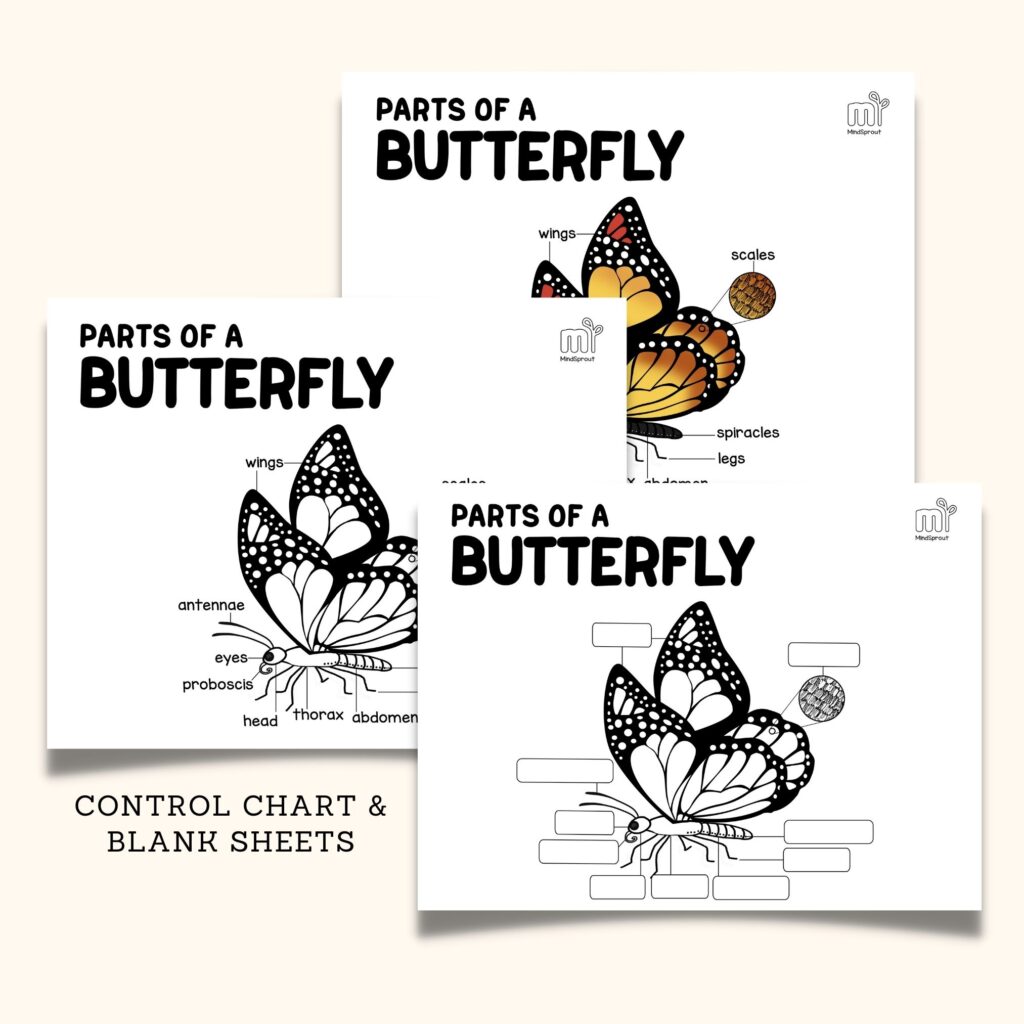 montessori zoology invertebrates parts of the butterfly anatomy 5 part cards and booklet