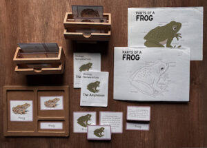 Montessori zoology parts of the frogs 5 part cards frog anatomy