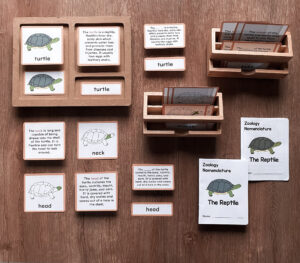 Montessori zoology parts of the turtle 5 part cards turtle anatomy