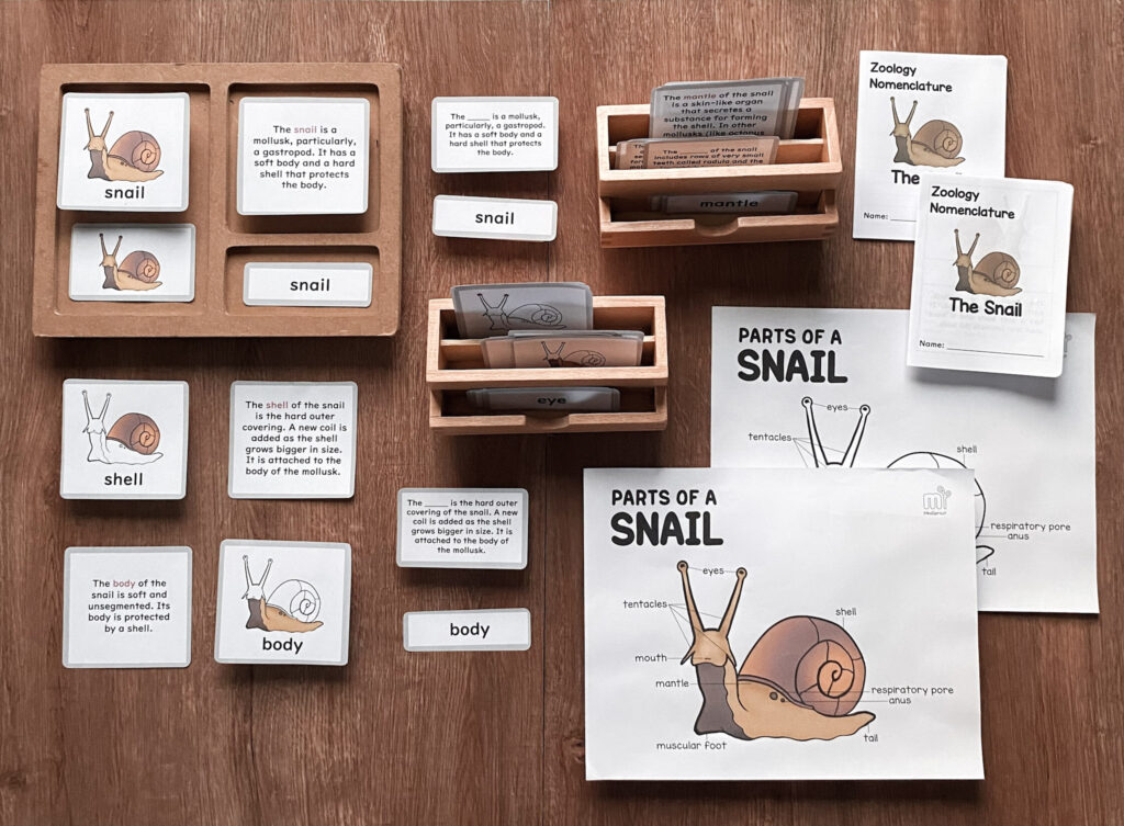 montessori zoology invertebrates parts of the snail anatomy 5 part cards and booklet