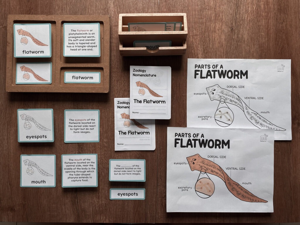 parts of the flatworm montessori anatomy