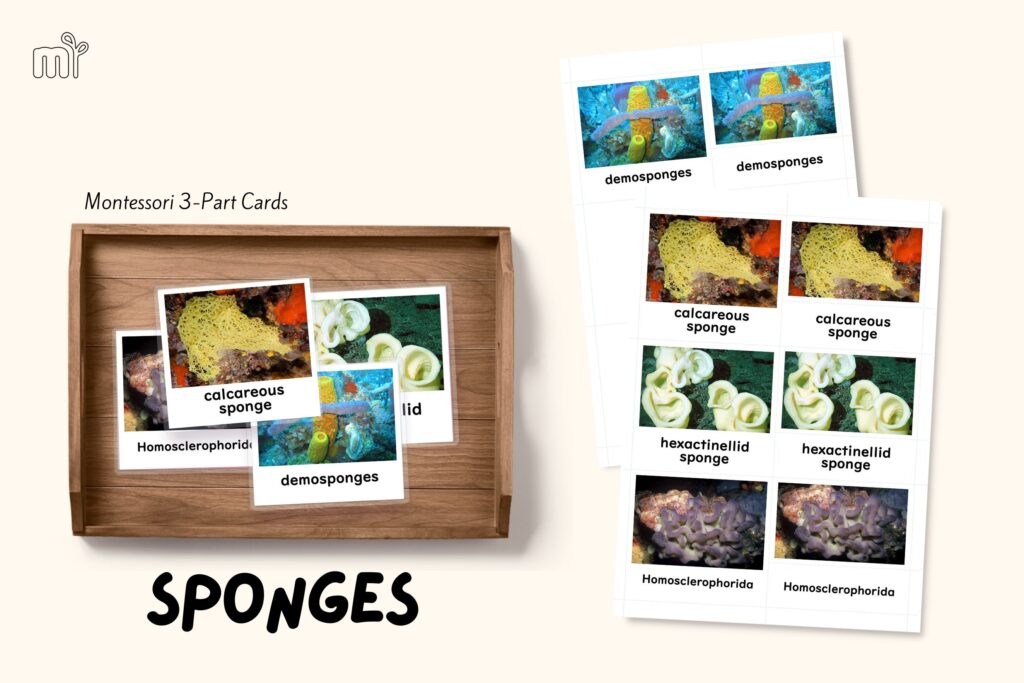 montessori zoology invertebrates sponges poriferans