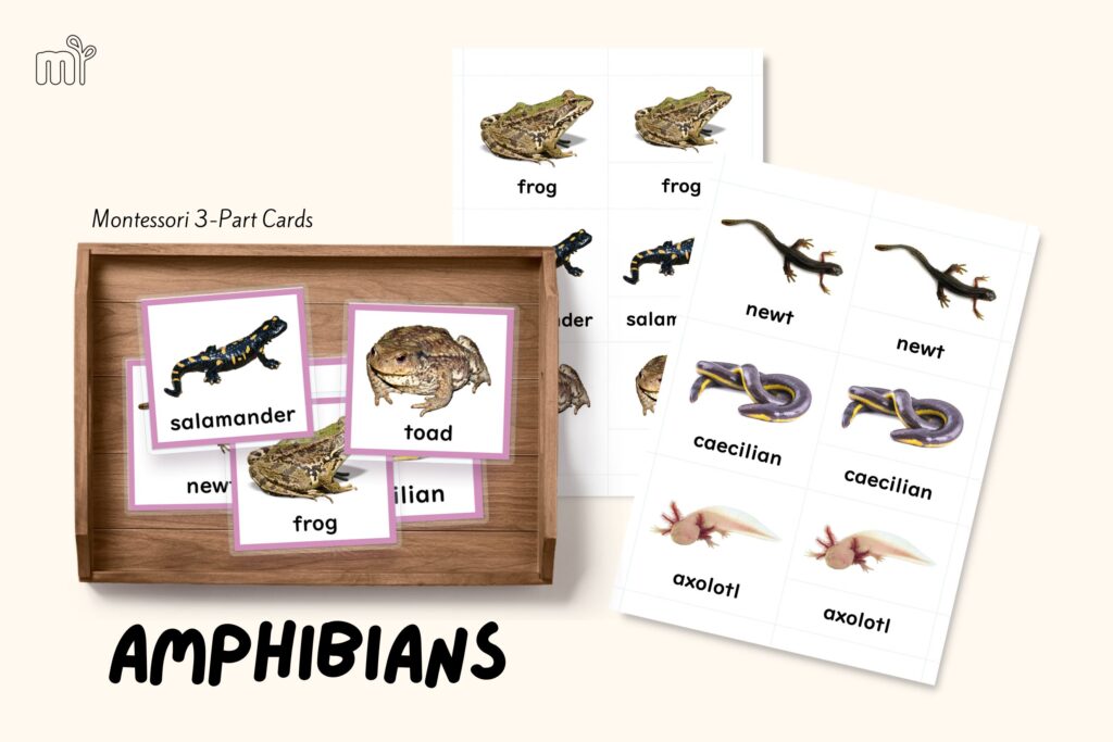 amphibians class of vertebrates different amphibians