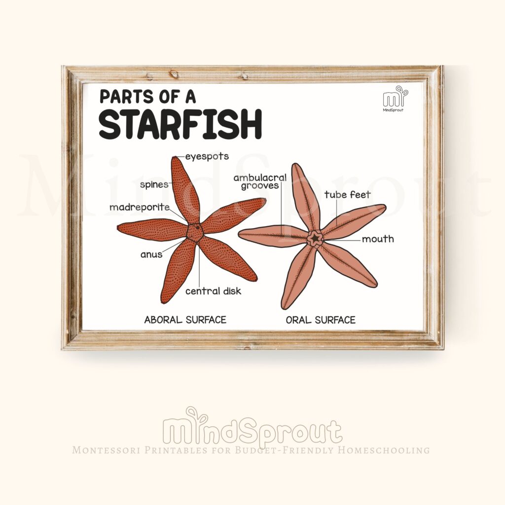 starfish montessori zoology invertebrates starfish 5 part cards anatomy