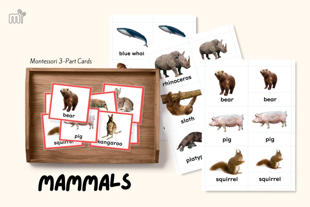 mammals class of vertebrates different mammals