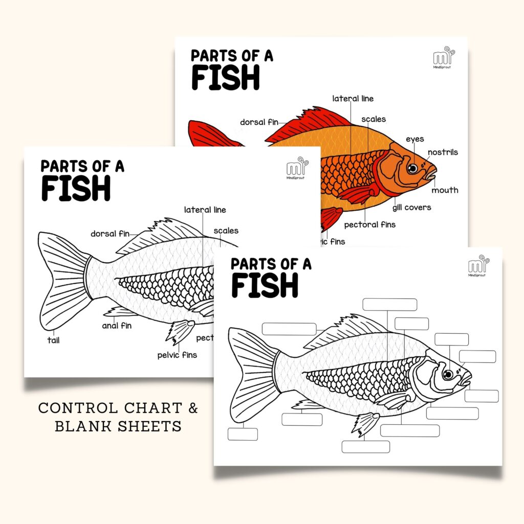 montessori zoology fish anatomy control chart parts of the fish vertebrates
