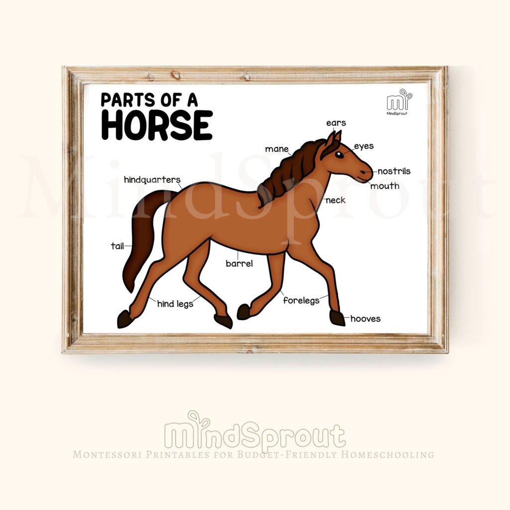 parts of the horse montessori zoology mammals anatomy wall art control chart coloring page
