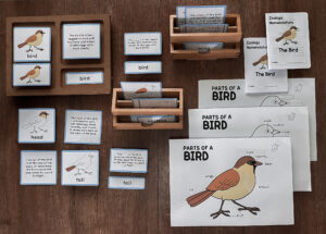 Montessori zoology parts of the bird 5 part cards bird anatomy