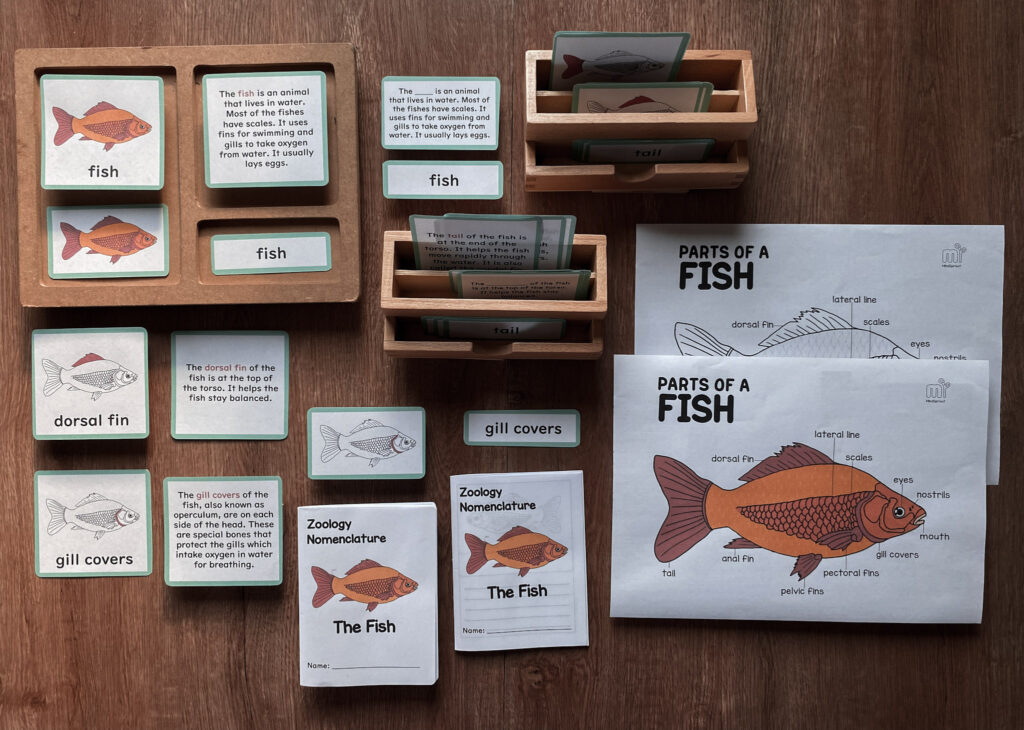parts of fish nomenclature montessori zoology learning activities