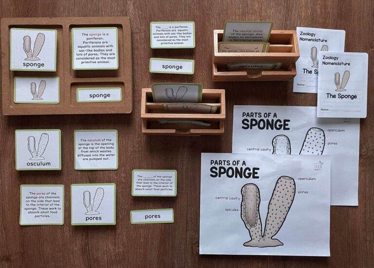 montessori zoology invertebrates parts of the sponge anatomy 5 part cards and booklet