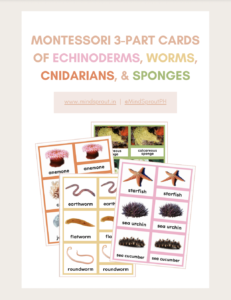 mindsprout freebie montessori nomenclature cards invertebrates